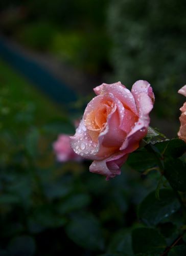 Complete Guide To Starting With Macro Photography with Becky Danese